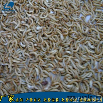 濟南黑水虻微波干燥設備價格 面包蟲活蟲烘干膨脹設備