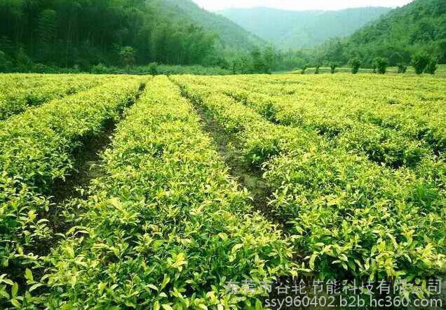 廣東谷輪茶葉烘干機(jī)、茶葉烘干房、節(jié)電節(jié)能設(shè)備、箱式干燥設(shè)備